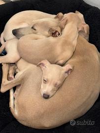 Piccolo levriero italiano color Isabella