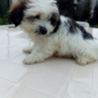 Lhasa Apso 3 mesi