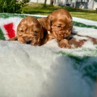 Cuccioli di cocker spaniel inglese con pedigree