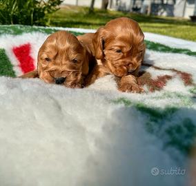 Cuccioli di cocker spaniel inglese con pedigree