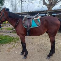 Trotter intero 8 anni