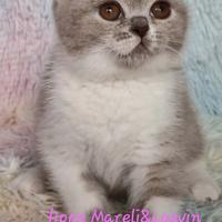 British shorthair femmina