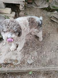 Lagotto