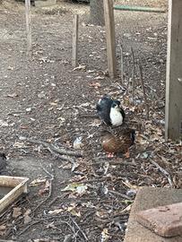 Anatre mignon, call duck