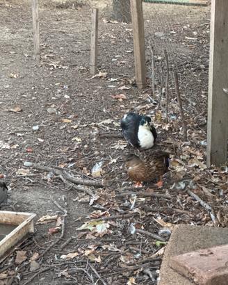 Anatre mignon, call duck
