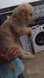 Cuccioli golden