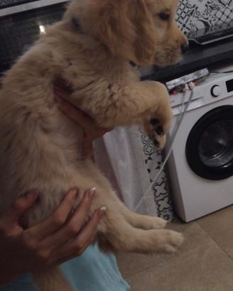 Cuccioli golden