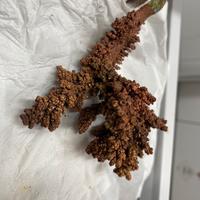 Cristalli rame collezione