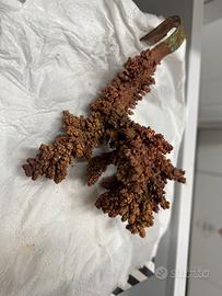 Cristalli rame collezione