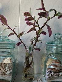 Talea Tradescantia Nanouk 