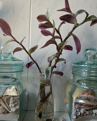 Talea Tradescantia Nanouk 