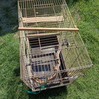 gabbia per pappagalli 