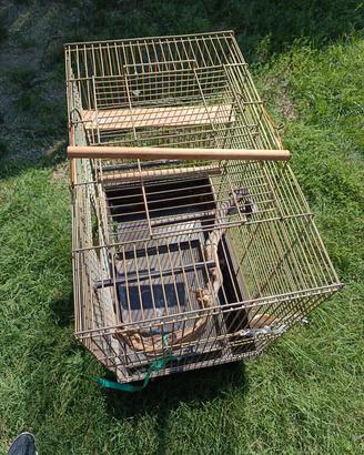 gabbia per pappagalli 