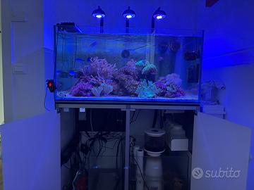 Acquario Marino completo