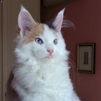 Maine Coon Cucciola con occhi Azzurri