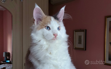 Maine Coon Cucciola con occhi Azzurri