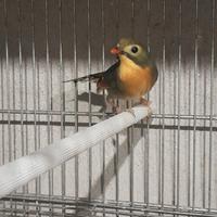 Usignoli del Giappone