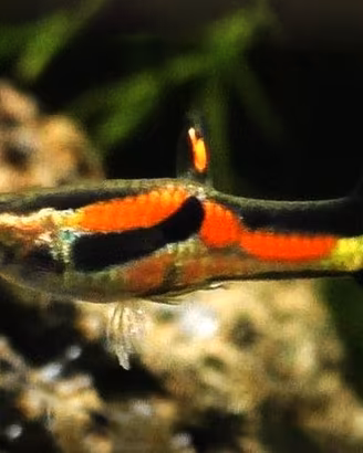 pesci guppy per acquario dolce