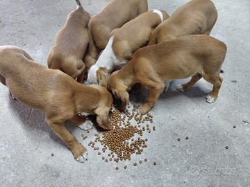 Cagnolini (Segugio Maremmano)