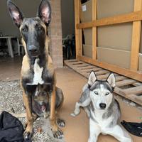 Cucciolata in arrivo da genitori visibili