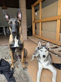 Cucciolata in arrivo da genitori visibili