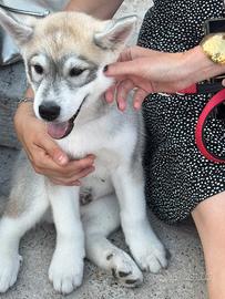 Cuccioli di Siberian Husky