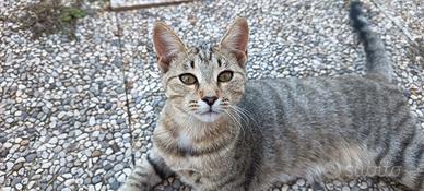 CINDY, Gattina di 4 mesi