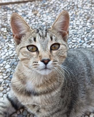 CINDY, Gattina di 4 mesi