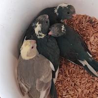 Kakarichi mutazione blu