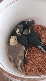 Kakarichi mutazione blu