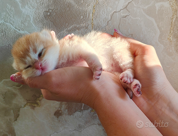 Gattino Scottish chinchilla golden pedigree ENFI