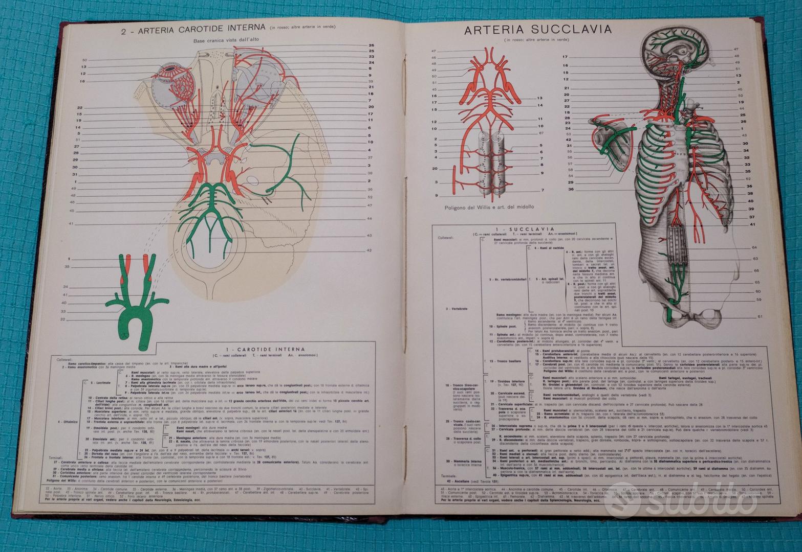 Atlante di anatomia umana descrittiva + Eustachii - Libri e Riviste In  vendita a Napoli