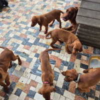 Cuccioli di setter Irlandese