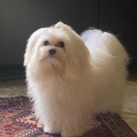 Cagnolina per accoppiamento