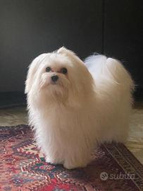 Cagnolina per accoppiamento