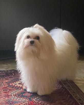 Cagnolina per accoppiamento