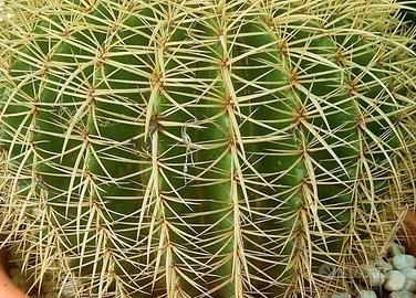 pianta grassa echinocactus grusonii. detta cuscino