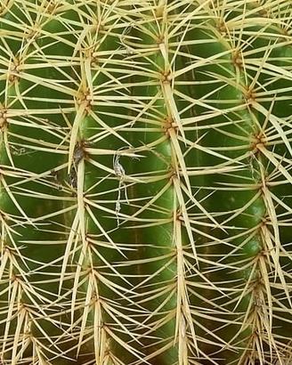 pianta grassa echinocactus grusonii. detta cuscino