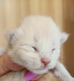 Maine coon