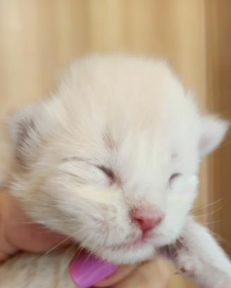 Maine coon