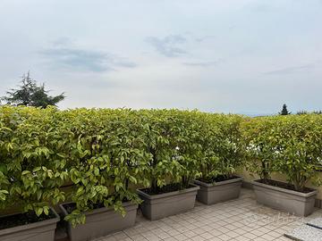 Siepe di Ligustro Giapponese Variegato