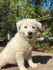 Cucciola border collie