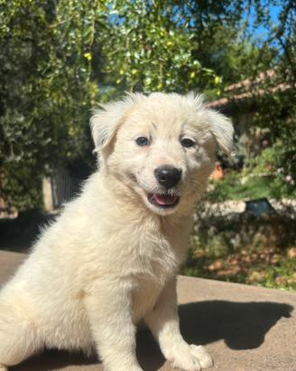 Cucciola border collie