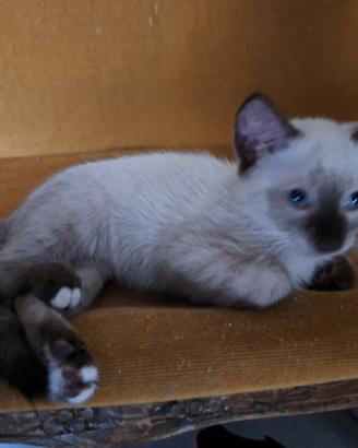 Gatti siamese