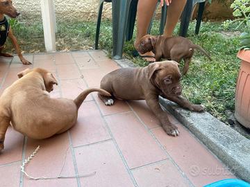 Putbull red nose