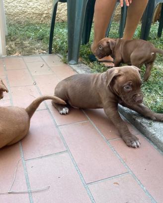 Putbull red nose