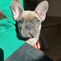 Cucciola di Bulldog francese