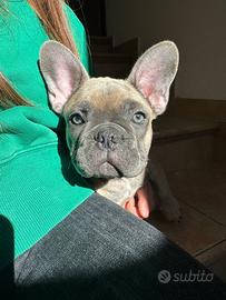 Cucciola di Bulldog francese