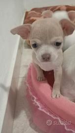 Chihuahua femmine