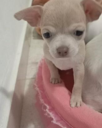 Chihuahua femmine